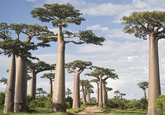 猴面包樹生長在哪里？猴面包樹名字的由來