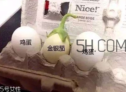蛋樹(shù)可以種植嗎？蛋樹(shù)苗哪里可以買到