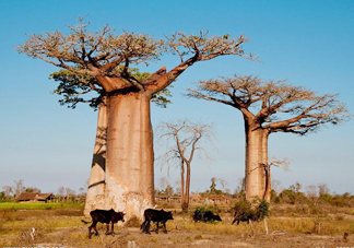 猴面包樹和面包樹是同一種植物嗎？猴面包樹能在北方種植嗎