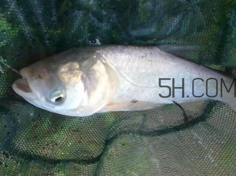 鰱鳙怎么釣 鰱鳙釣多深 鰱鳙怎么釣 鰱鳙釣多深