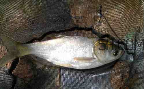 鰱鳙什么時(shí)候好釣 鰱鳙什么天氣釣最好 鰱鳙什么時(shí)候好釣 鰱鳙什么天氣釣最好