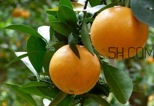 貢柑什么時候上市？貢柑什么時候放秋梢