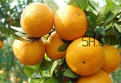 沙糖桔好還是貢柑好？貢柑屬于桔子還是橙子