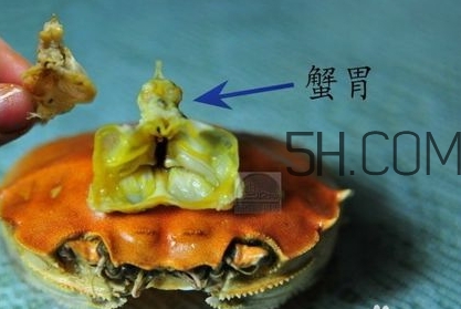 螃蟹的屎在哪里？螃蟹的屎和蟹黃怎么分辨？