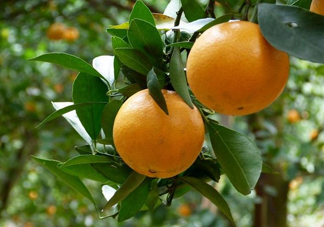 貢柑什么時(shí)候上市？貢柑什么時(shí)候放秋梢