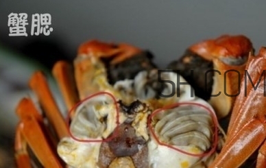 螃蟹的屎在哪里？螃蟹的屎和蟹黃怎么分辨？