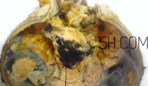 螃蟹的屎在哪里？螃蟹的屎和蟹黃怎么分辨？