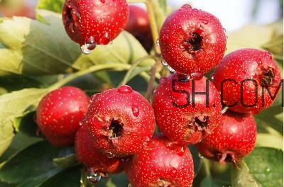 臨產(chǎn)前可以吃山楂嗎？臨產(chǎn)前吃什么有助于順產(chǎn)？