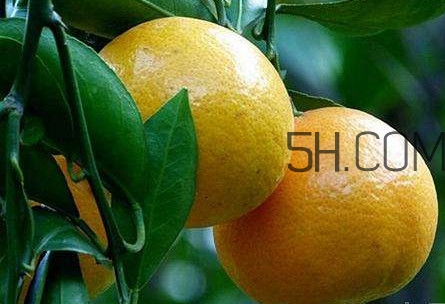 貢柑怎么預(yù)防裂果？貢柑種植管理技術(shù)