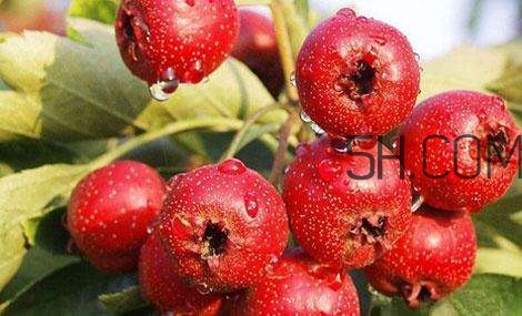 臨產(chǎn)前可以吃山楂嗎？臨產(chǎn)前吃什么有助于順產(chǎn)？