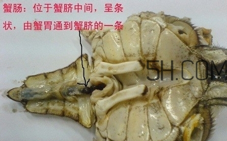螃蟹的屎在哪里？螃蟹的屎和蟹黃怎么分辨？