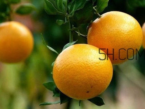 貢柑什么時候上市？貢柑什么時候放秋梢