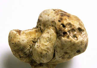 白松露是什么？白松露的功效與作用