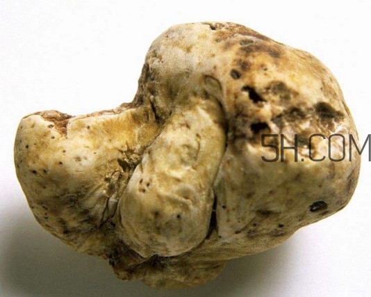 白松露是什么？白松露的功效與作用