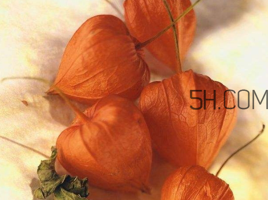 紅姑娘寶寶能吃嗎 紅姑娘寶寶一天吃幾個(gè) 紅姑娘寶寶能吃嗎 紅姑娘寶寶一天吃幾個(gè)