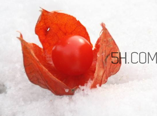 紅姑娘寶寶能吃嗎 紅姑娘寶寶一天吃幾個(gè) 紅姑娘寶寶能吃嗎 紅姑娘寶寶一天吃幾個(gè)