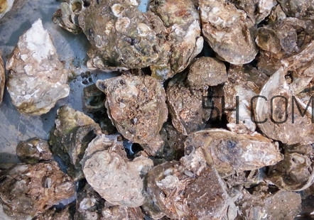 海蠣子有什么營養(yǎng)價值？海蠣子蒸多長時間