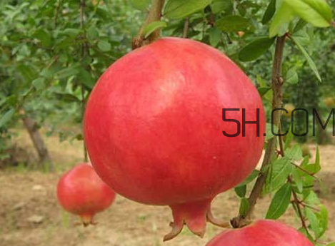 紅如意軟籽石榴騙局 紅如意軟籽石榴價(jià)格 紅如意軟籽石榴騙局 紅如意軟籽石榴價(jià)格