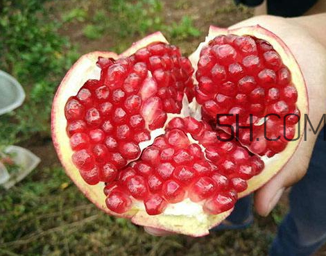 紅如意軟籽石榴騙局 紅如意軟籽石榴價(jià)格 紅如意軟籽石榴騙局 紅如意軟籽石榴價(jià)格