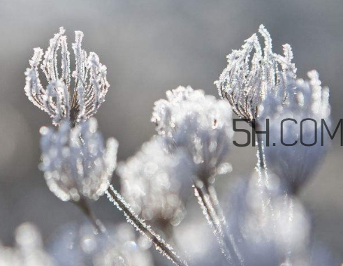 霜降會下雪嗎 霜降會下霜嗎 霜降會下雪嗎 霜降會下霜嗎