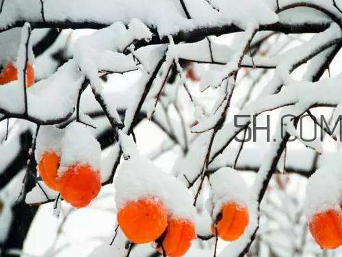 霜降會下雪嗎 霜降會下霜嗎 霜降會下雪嗎 霜降會下霜嗎