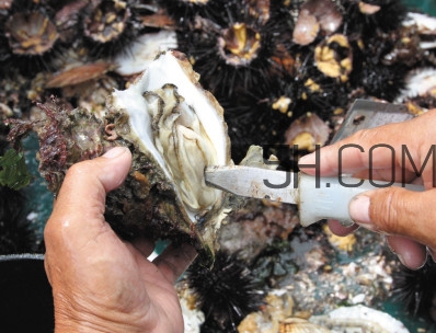 海蠣子壯陽(yáng)嗎？海蠣子有寄生蟲嗎