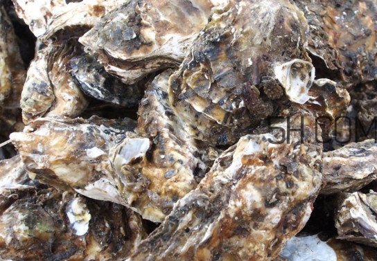 海蠣怎么做好吃？海蠣是怎么生長出來的