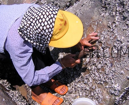 海蠣如何快速清洗干凈？海蠣與牡蠣有什么區(qū)別