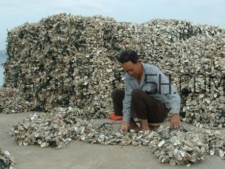 海蠣怎么做好吃？海蠣是怎么生長出來的