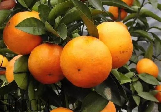 沃柑哪些地方可以種植？吃沃柑上火嗎