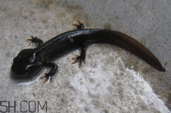 娃娃魚可以吃嗎？娃娃魚有靈性嗎