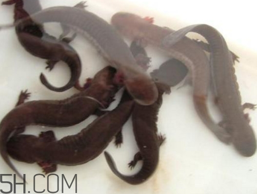 娃娃魚能養(yǎng)嗎？娃娃魚可以活多久