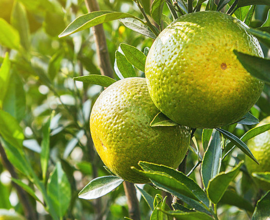 新會(huì)柑哪里的最好？新會(huì)柑什么時(shí)候有