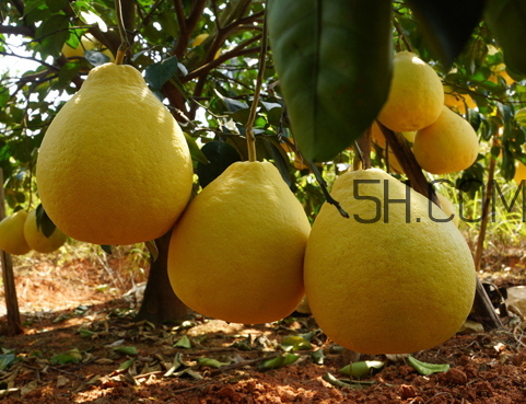 沙田柚什么時(shí)候成熟 沙田柚什么時(shí)候上市 沙田柚什么時(shí)候成熟 沙田柚什么時(shí)候上市