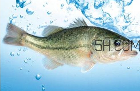 黃金鱸魚是什么品種？黃金鱸魚多少錢一斤