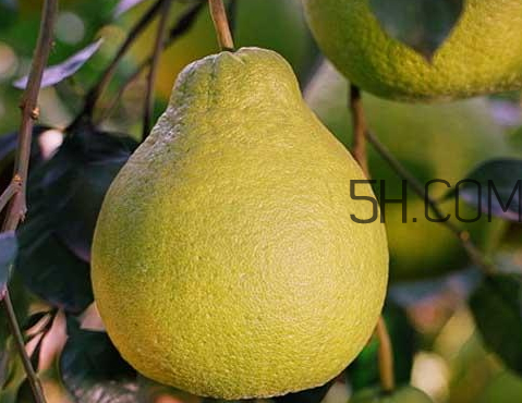 沙田柚多少錢一斤 沙田柚怎么挑選 沙田柚多少錢一斤 沙田柚怎么挑選