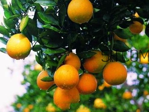 胡柚什么時(shí)候成熟 胡柚好吃嗎