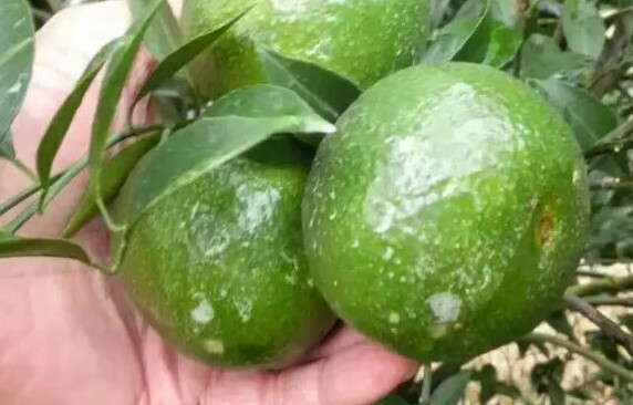 新會(huì)柑哪里的最好？新會(huì)柑什么時(shí)候有