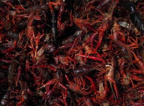 2018年小龍蝦多少錢一斤？2018年養(yǎng)殖小龍蝦的前景