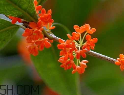 丹桂可以食用嗎 丹桂可以吃嗎 丹桂可以食用嗎 丹桂可以吃嗎