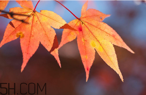 秋天犯困頭暈怎么辦？秋天吃什么補(bǔ)身體？