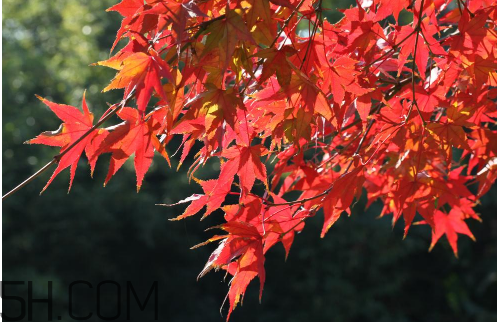 秋季滋補養(yǎng)生越補越好嗎？2017年秋天是幾月份？