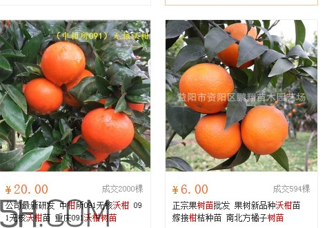 沃柑苗多少錢一株？沃柑為何叫晚熟大王