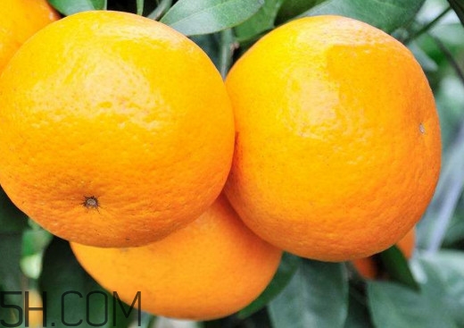 沃柑哪些地方可以種植？吃沃柑上火嗎