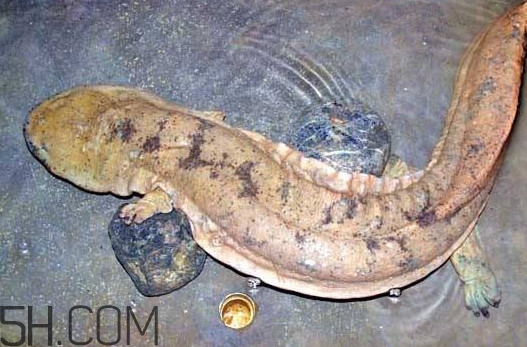 娃娃魚吃什么？娃娃魚是國家?guī)准壉Ｗo動物