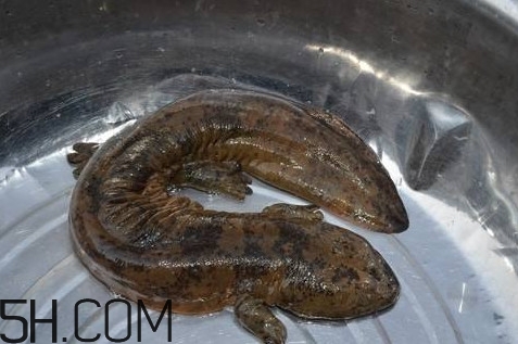 娃娃魚是魚嗎？娃娃魚買賣違法嗎？