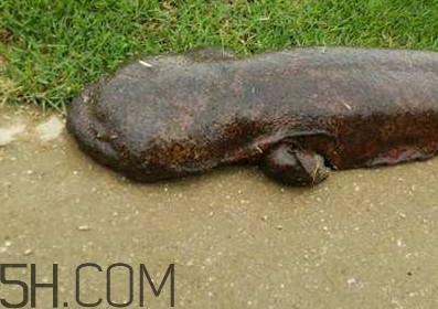 娃娃魚能養(yǎng)嗎？娃娃魚可以活多久