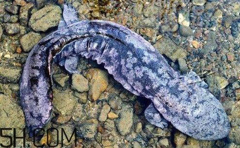 娃娃魚是魚嗎？娃娃魚買賣違法嗎？