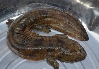 娃娃魚是魚嗎？娃娃魚買賣違法嗎？