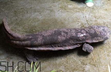 娃娃魚是卵生還是胎生？娃娃魚能在陸地上生活嗎